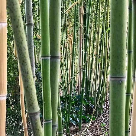 アパート Ancient Charm Retreat With Dream Pool, Private Sauna Whirlpool セニガッリア