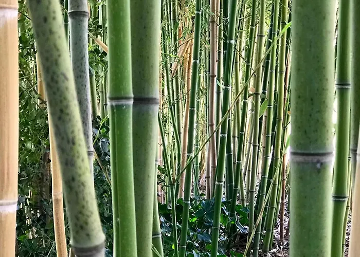 Apartment Ancient Charm Retreat With Dream Pool, Private Sauna Whirlpool Senigallia